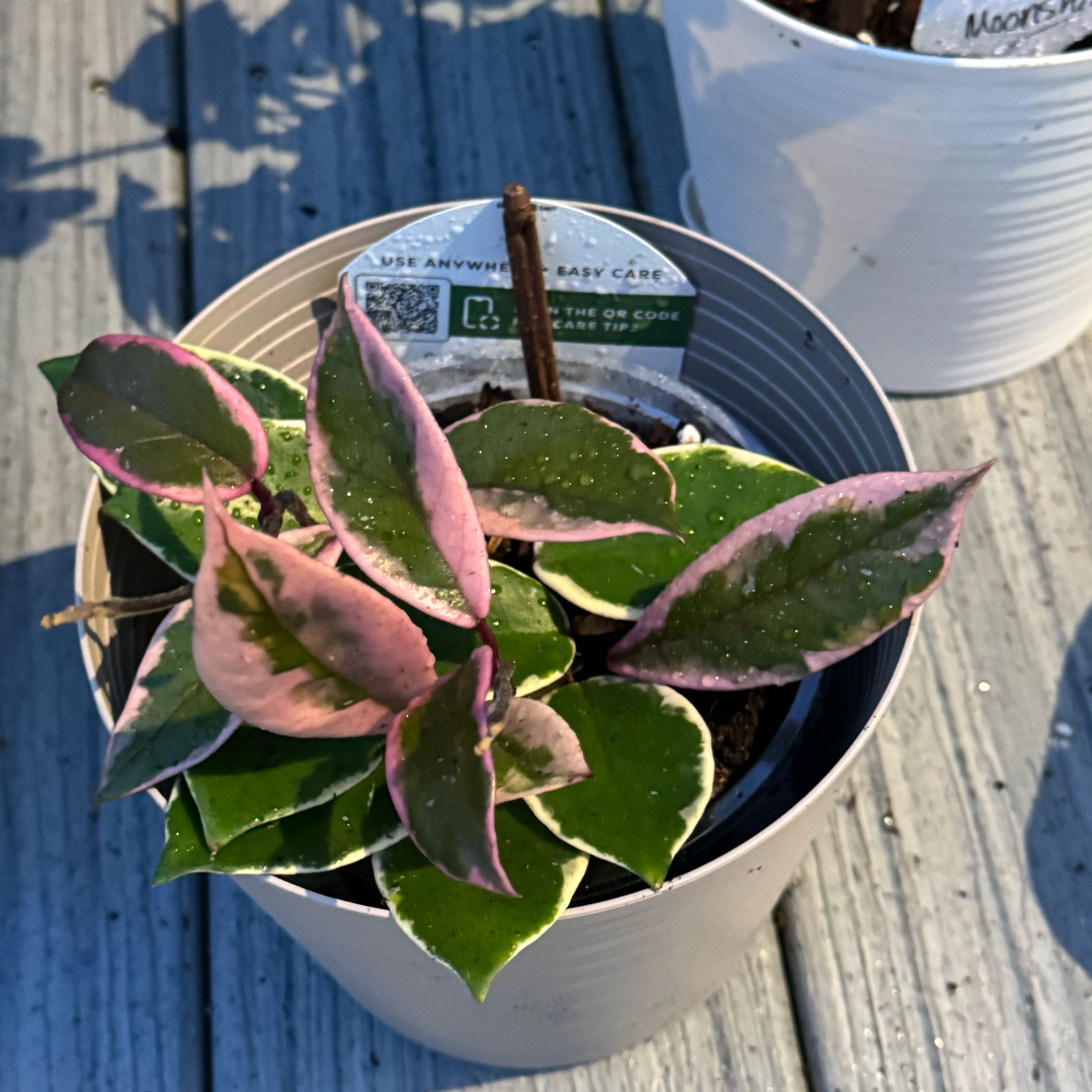Photo of the plant species Hoya 'Shining Sea Star' by @ZestfulAnahaw44 named James Dean on Greg, the plant care app