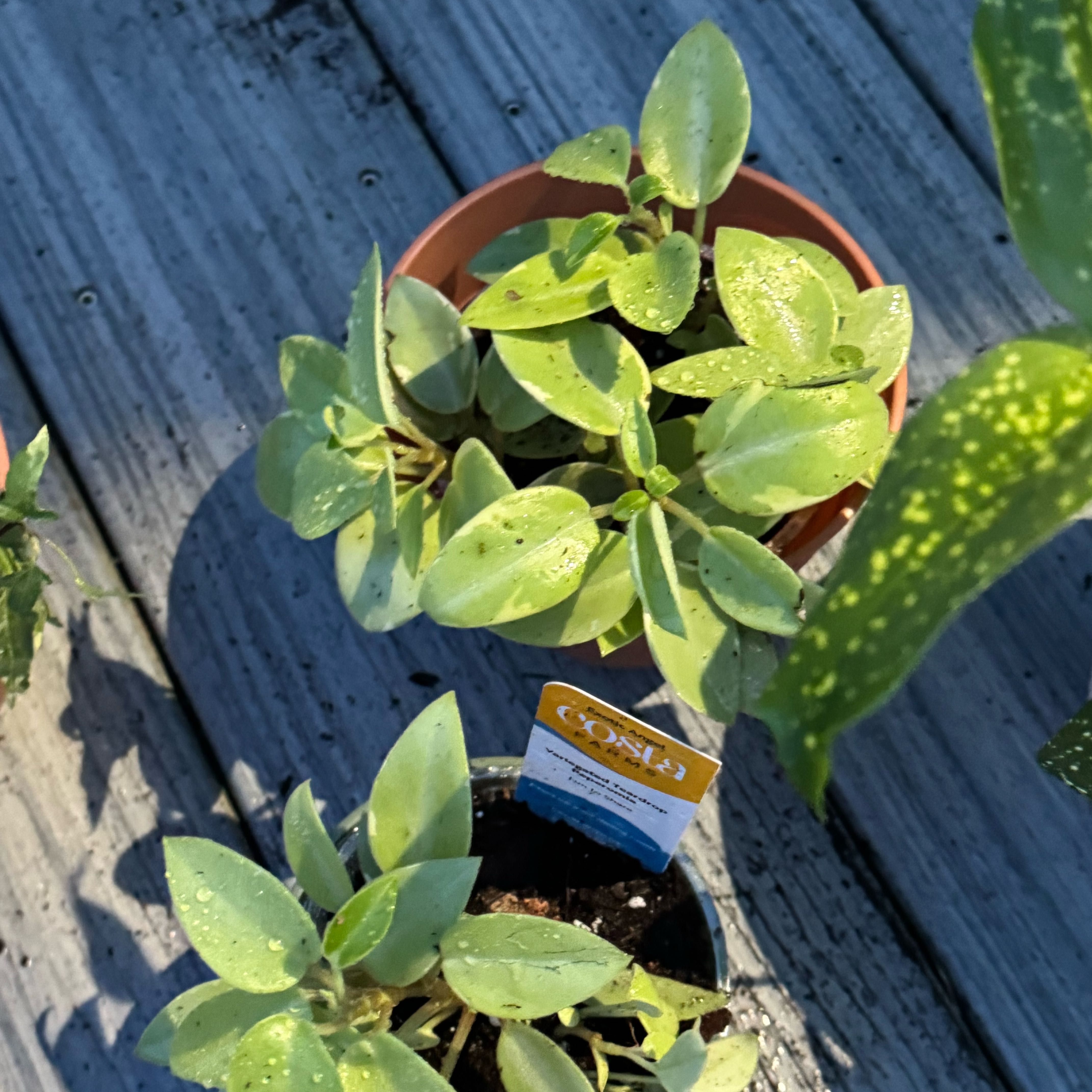 Photo of the plant species Variegated Teardrop Peperomia by @ZestfulAnahaw44 named Marley on Greg, the plant care app