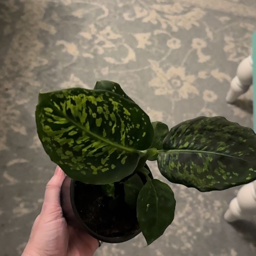 Photo of the plant species Diffenbachia reflector by @ZestfulAnahaw44 named Athena on Greg, the plant care app