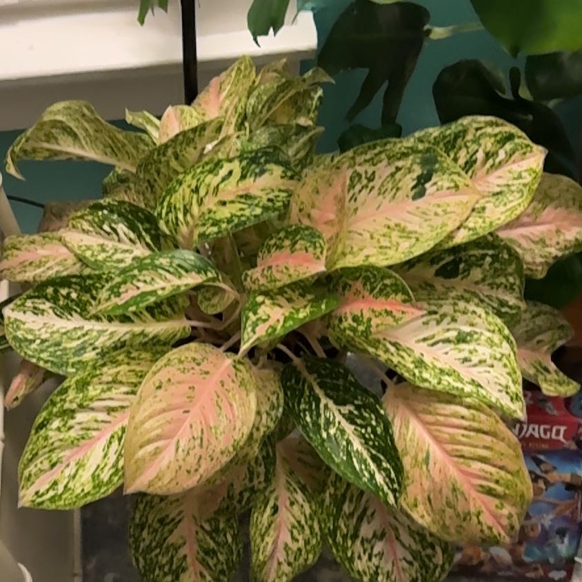 Photo of the plant species Aglaonema 'Sparkling Sarah' by @ZestfulAnahaw44 named Diana on Greg, the plant care app