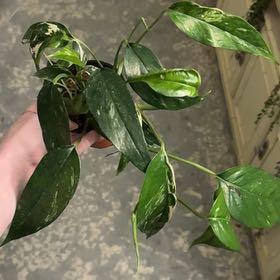 Photo of the plant species Epipremnum pinnatum 'Albo' by @ZestfulAnahaw44 named Plato on Greg, the plant care app