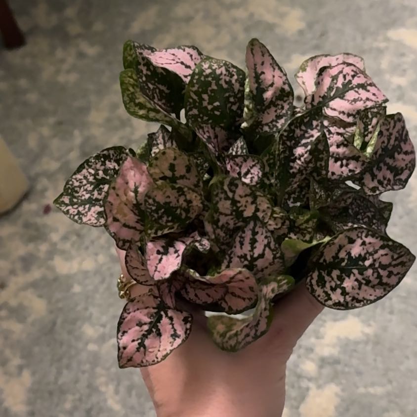 Photo of the plant species Fittonia Pink by @ZestfulAnahaw44 named Leaf Erickson on Greg, the plant care app