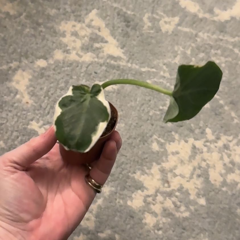 Photo of the plant species Xanthosoma 'Mickey Mouse' by @ZestfulAnahaw44 named Drake on Greg, the plant care app