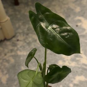 Photo of the plant species Alocasia Lukiwan by @ZestfulAnahaw44 named da Vinci on Greg, the plant care app