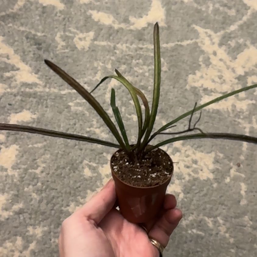 Photo of the plant species Hoya insularis by @ZestfulAnahaw44 named Coco on Greg, the plant care app