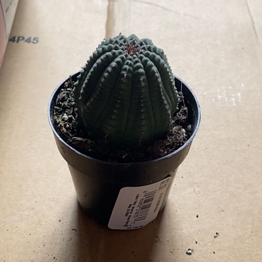 Photo of the plant species Baseball Plant by @HotBaibua88 named Toothless on Greg, the plant care app