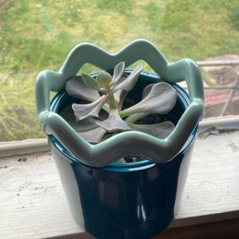 Photo of the plant species Echeveria 'Dusty Rose' by @HotBaibua88 named Scarlett on Greg, the plant care app