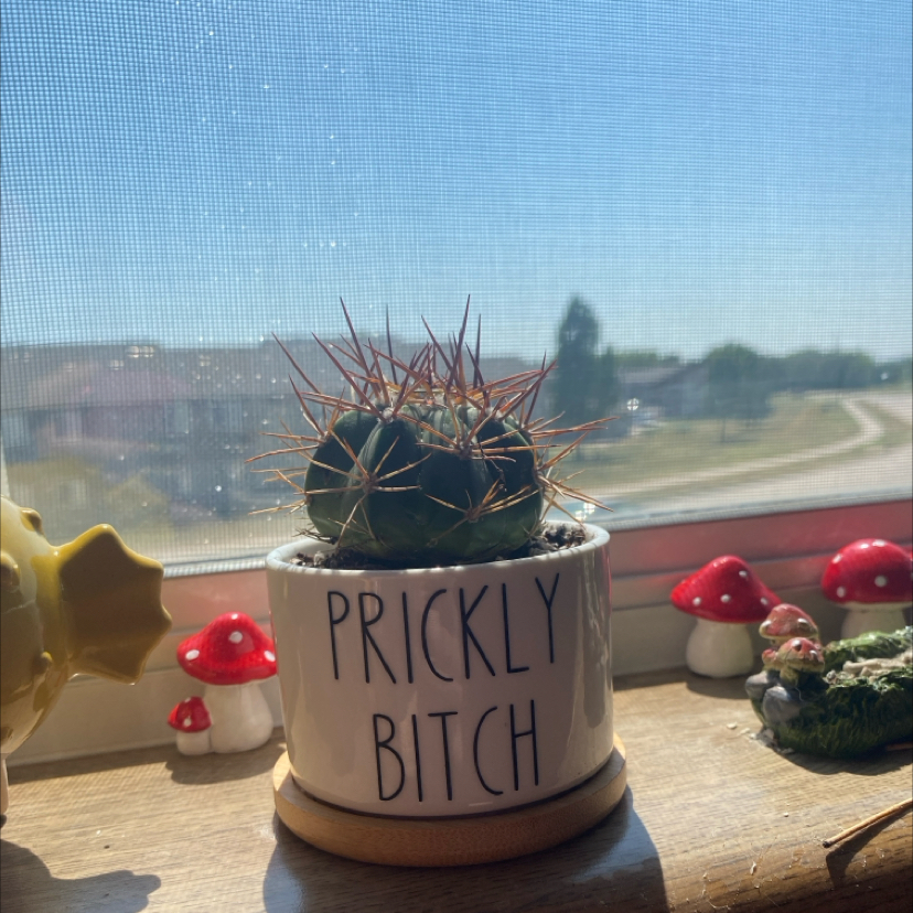 Photo of the plant species Melocactus azureus by @HotBaibua88 named Prickly on Greg, the plant care app