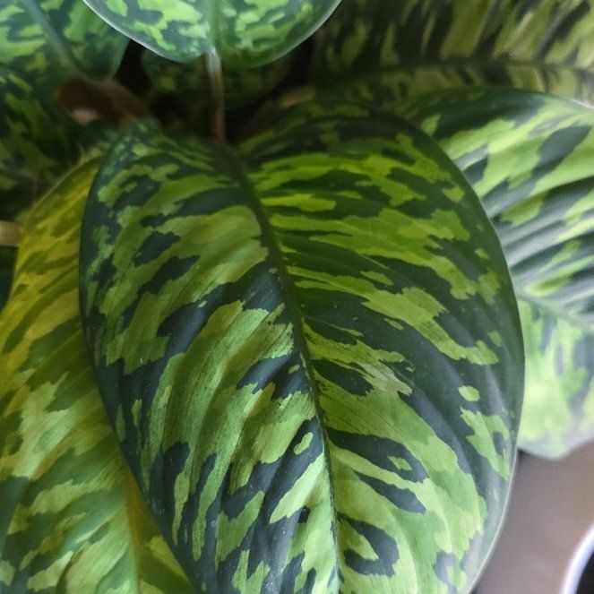 Photo of the plant species King of Hearts by @IconCoccoon28 named Treeyoncé on Greg, the plant care app