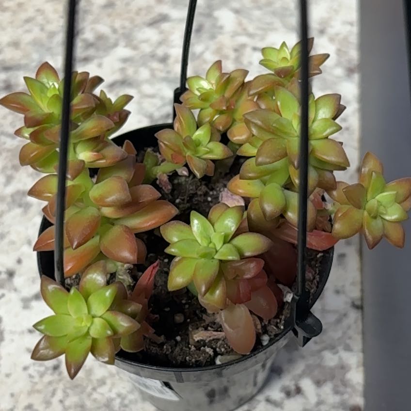 Photo of the plant species Sedum adolphi 'Shooting Stars' by @rinby named comet on Greg, the plant care app