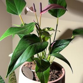 Photo of the plant species Anthurium Purple by @LuckyIcarus94 named Surya on Greg, the plant care app