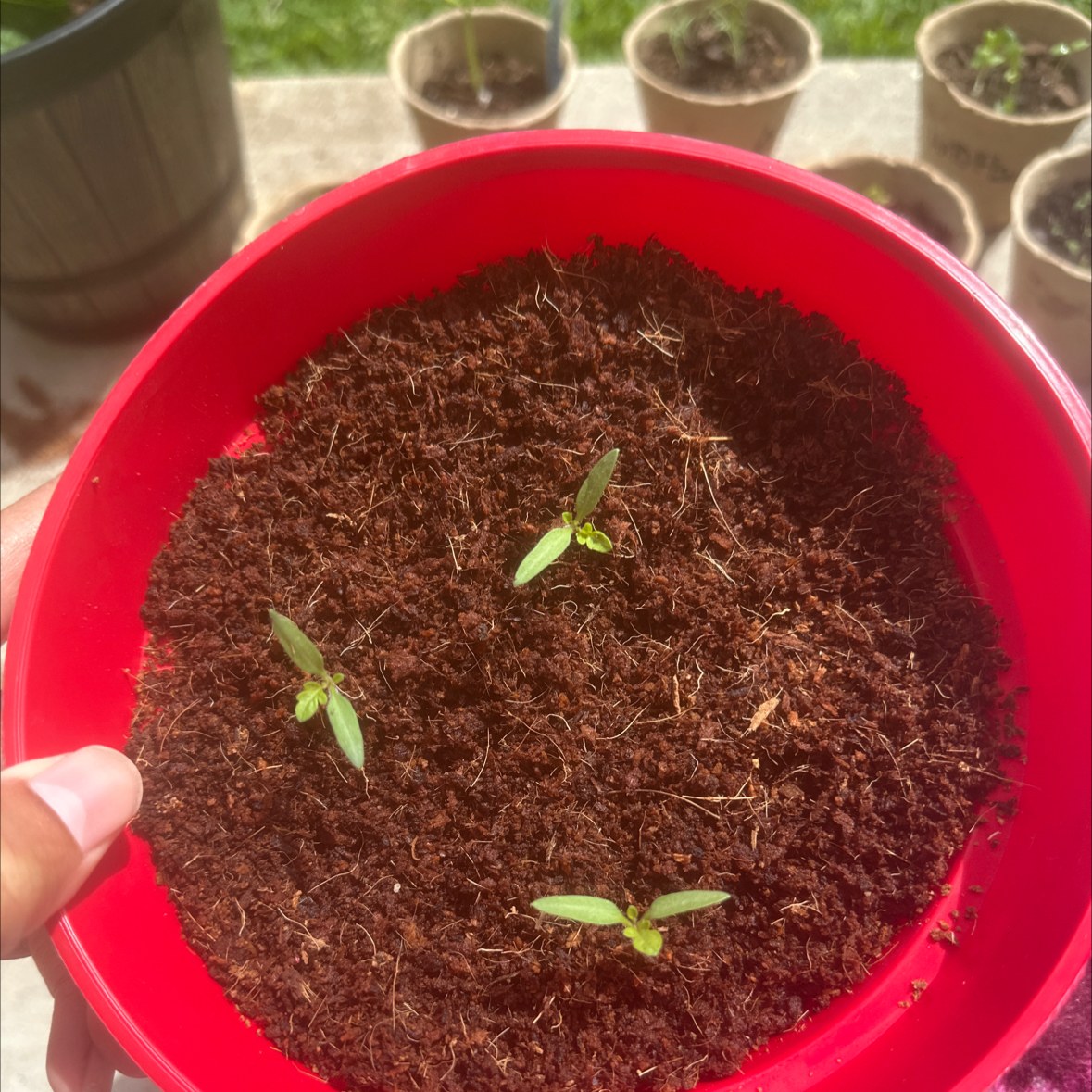 Photo of the plant species Cherry Tomato by @JazzyEllisia90 named Cherry baby on Greg, the plant care app