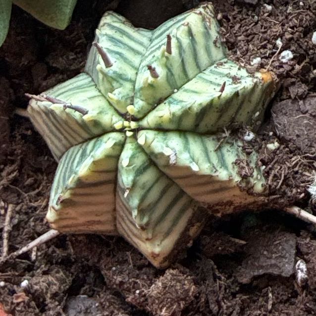 Photo of the plant species Varigated melon spurge by @Tabz.jk named Maya on Greg, the plant care app