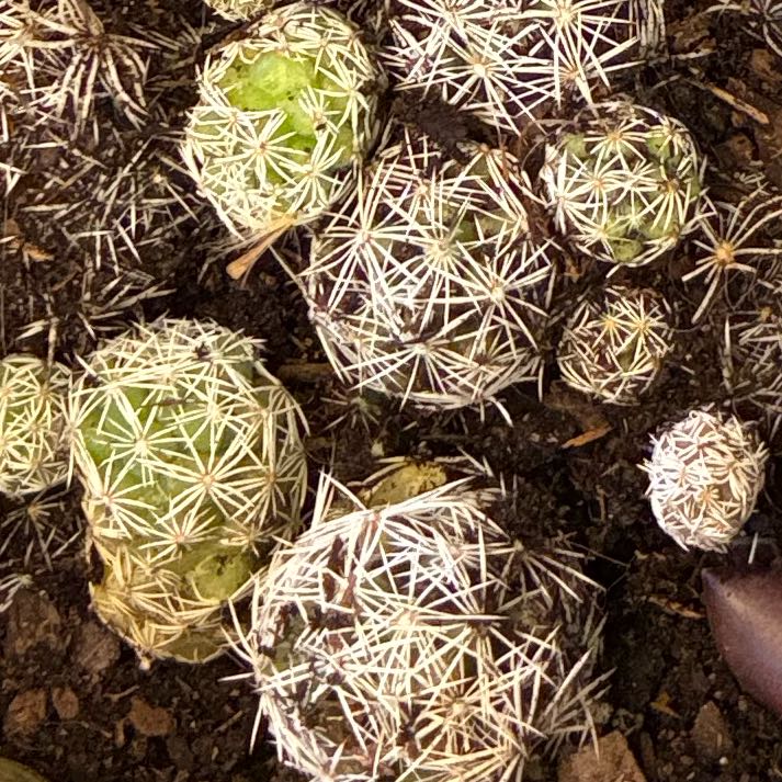 Photo of the plant species Pineapple Cactus by @Tabz.jk named Demi on Greg, the plant care app