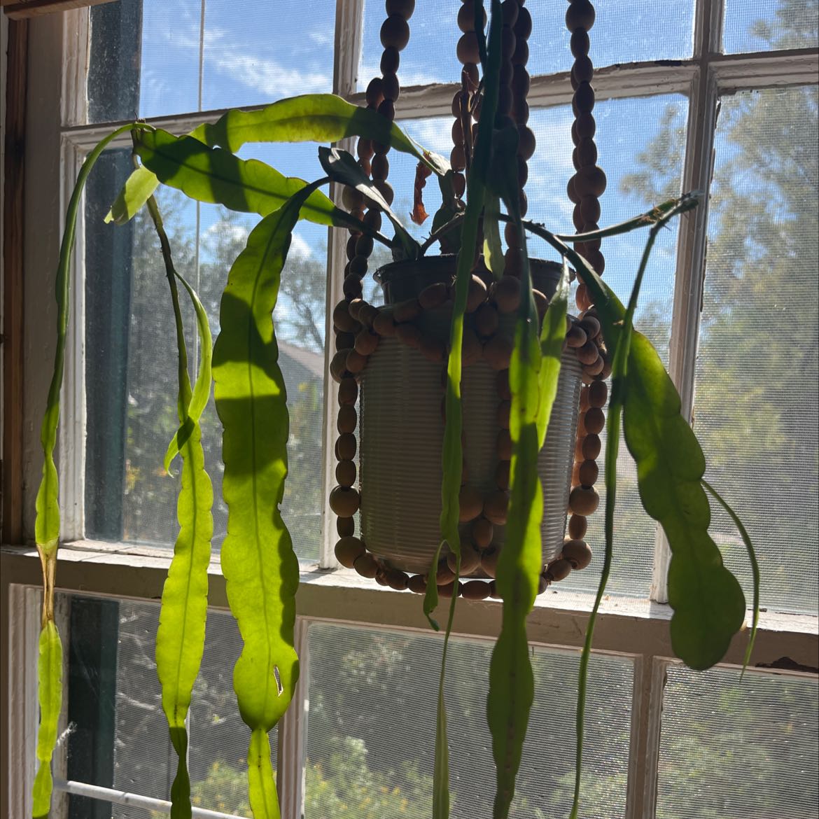 Photo of the plant species Dutchman's Pipe Cactus by @Smoofulls named Your plant on Greg, the plant care app