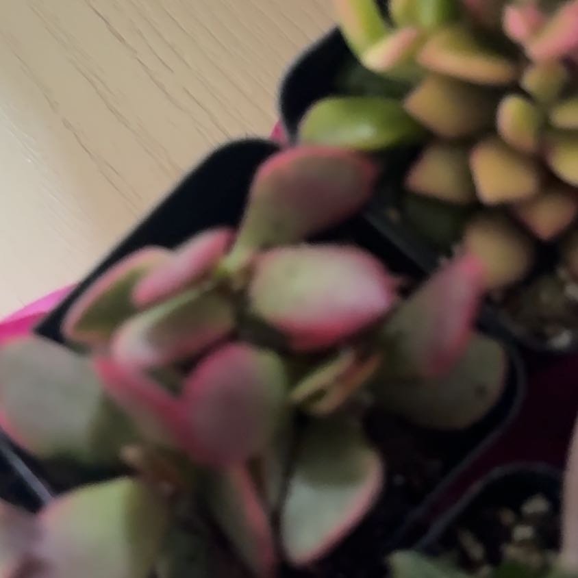 Photo of the plant species Hanging Lobster Claw by @GrandIvygourd92 named Ulysses S Plant on Greg, the plant care app