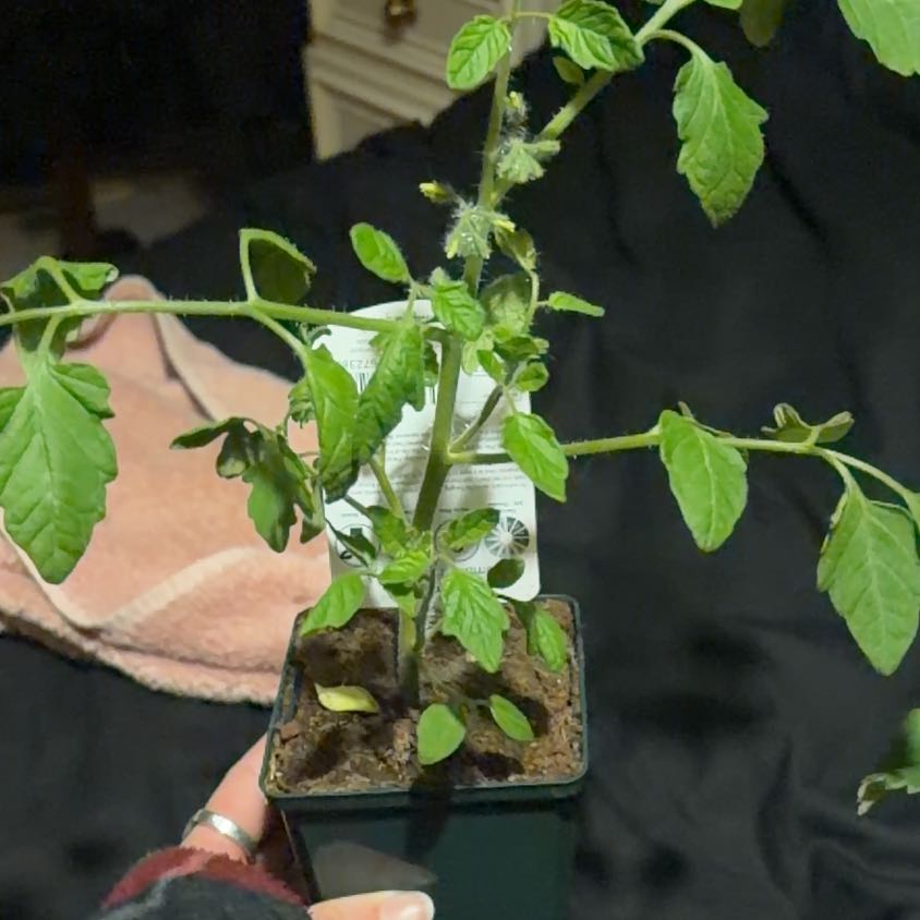 Photo of the plant species Tomato 'Tumbler F1' by @HipSagopalm30 named Apollo on Greg, the plant care app