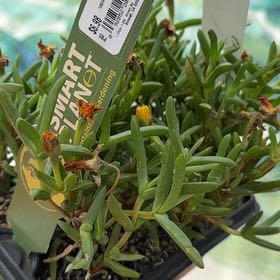 Photo of the plant species Marsh Jaumea by @VastSuriana81 named Denali on Greg, the plant care app