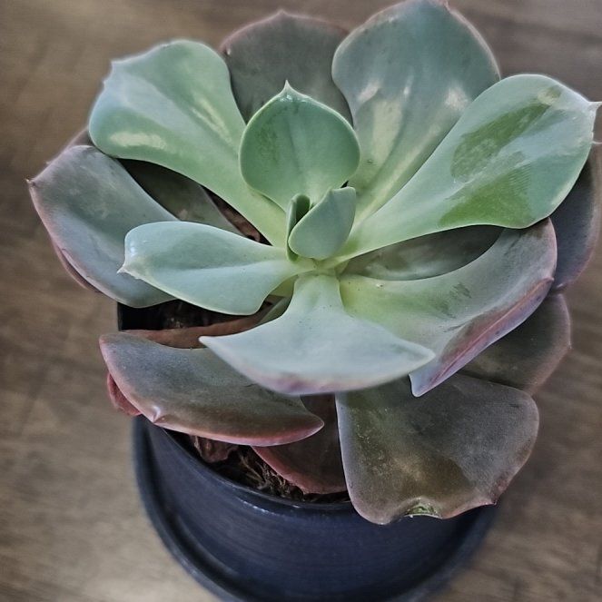 Photo of the plant species Echeveria 'Dusty Rose' by @KnightChia25 named Athena on Greg, the plant care app