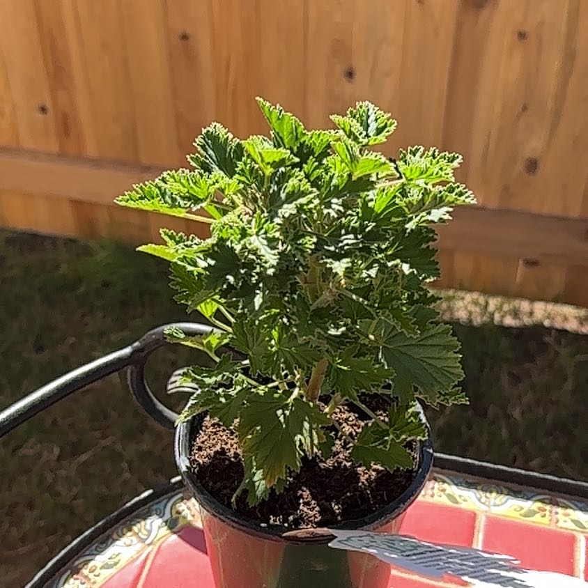 Photo of the plant species Mosquito Plant by @SirAnise37 named Hemingway on Greg, the plant care app