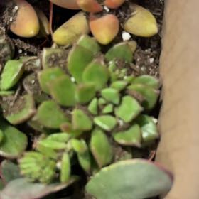 Photo of the plant species Coral Moss by @NewDyebush50 named Gregarious on Greg, the plant care app