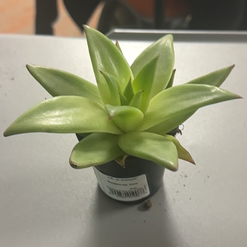 Photo of the plant species Echeveria 'Ebony' by @CuteBogbirch12 named Beyonce on Greg, the plant care app
