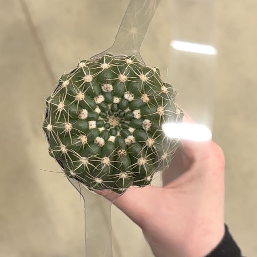 Photo of the plant species Missouri Foxtail Cactus by @TryEggplant62 named Demi on Greg, the plant care app