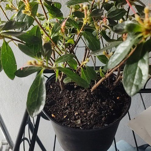 Photo of the plant species Pink Azalea by @HeartyBuroak95 named Demi on Greg, the plant care app