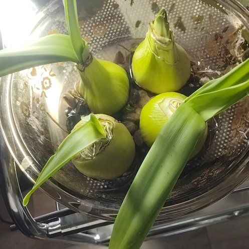 Photo of the plant species Amaryllis by @HeartyBuroak95 named Sanders on Greg, the plant care app