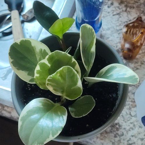 Photo of the plant species Golden Gate Peperomia by @HeartyBuroak95 named Remington on Greg, the plant care app