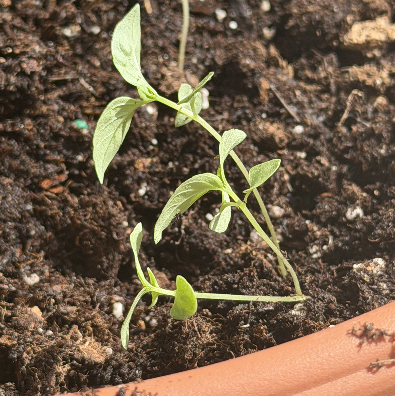 Photo of the plant species Siam Basil by @aeiou_y named Navajo on Greg, the plant care app