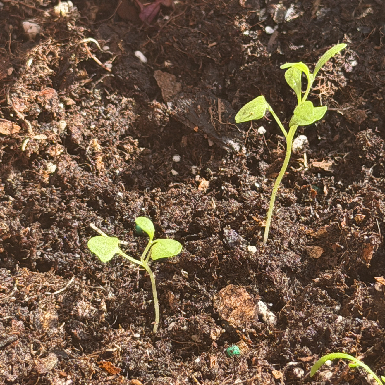 Photo of the plant species Lavendar by @aeiou_y named Naomi on Greg, the plant care app