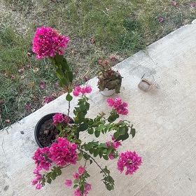 Photo of the plant species Bougainvillea by @DefiniteMakole named Nemo on Greg, the plant care app