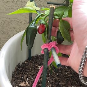 Photo of the plant species Jalapeno Pepper by @MagneticKanna72 named Prince on Greg, the plant care app