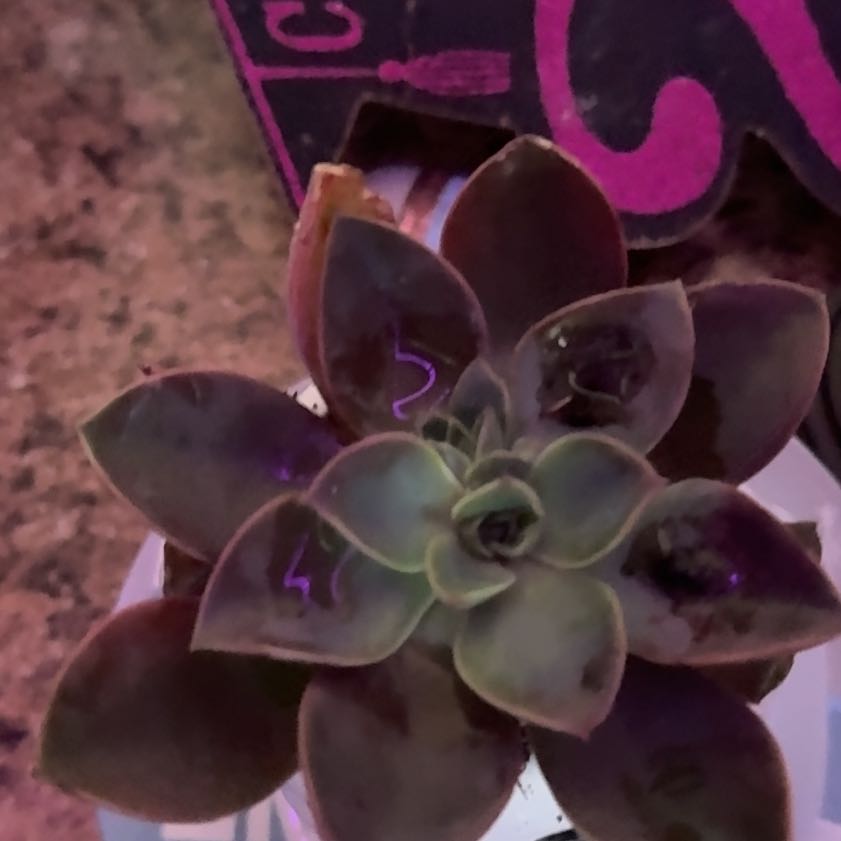 Photo of the plant species Graptoveria 'Jules' by @ZestSandwort78 named Jules on Greg, the plant care app