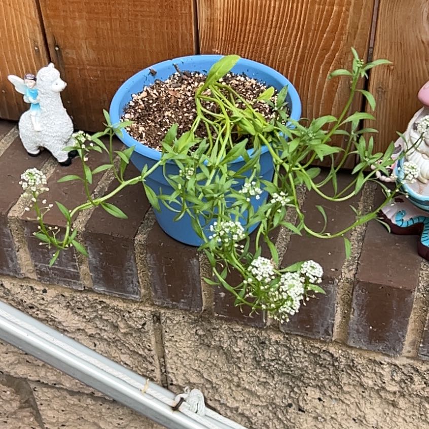 Photo of the plant species Sweet Alyssum by @ValidHedera82 named Willow on Greg, the plant care app