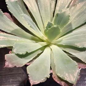 Photo of the plant species Echeveria 'Neon Breakers' by @AbundantLime named Sahara on Greg, the plant care app