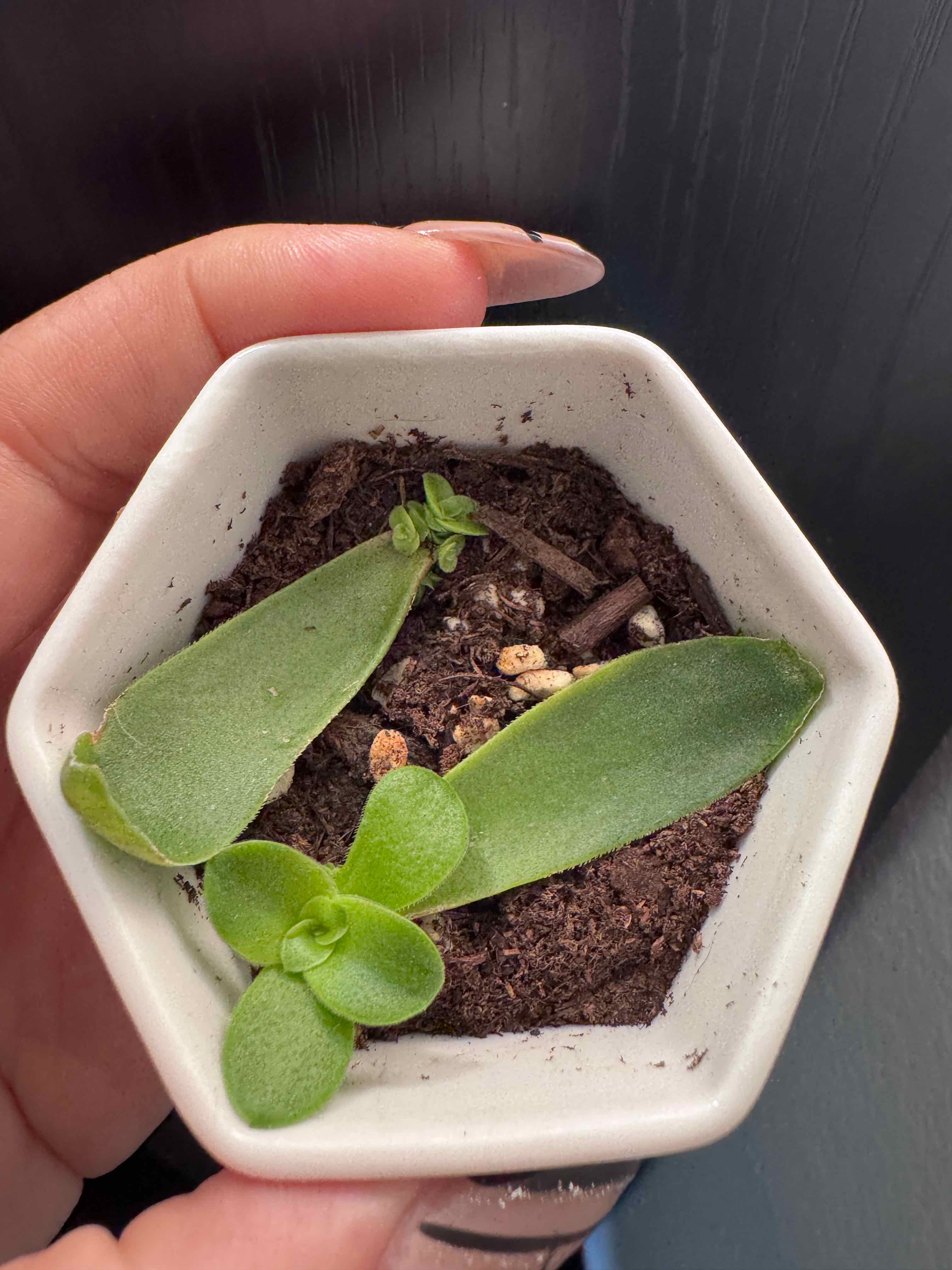 Photo of the plant species Crassula capitella 'Campfire' by @iHasCheeks named Phoenix on Greg, the plant care app