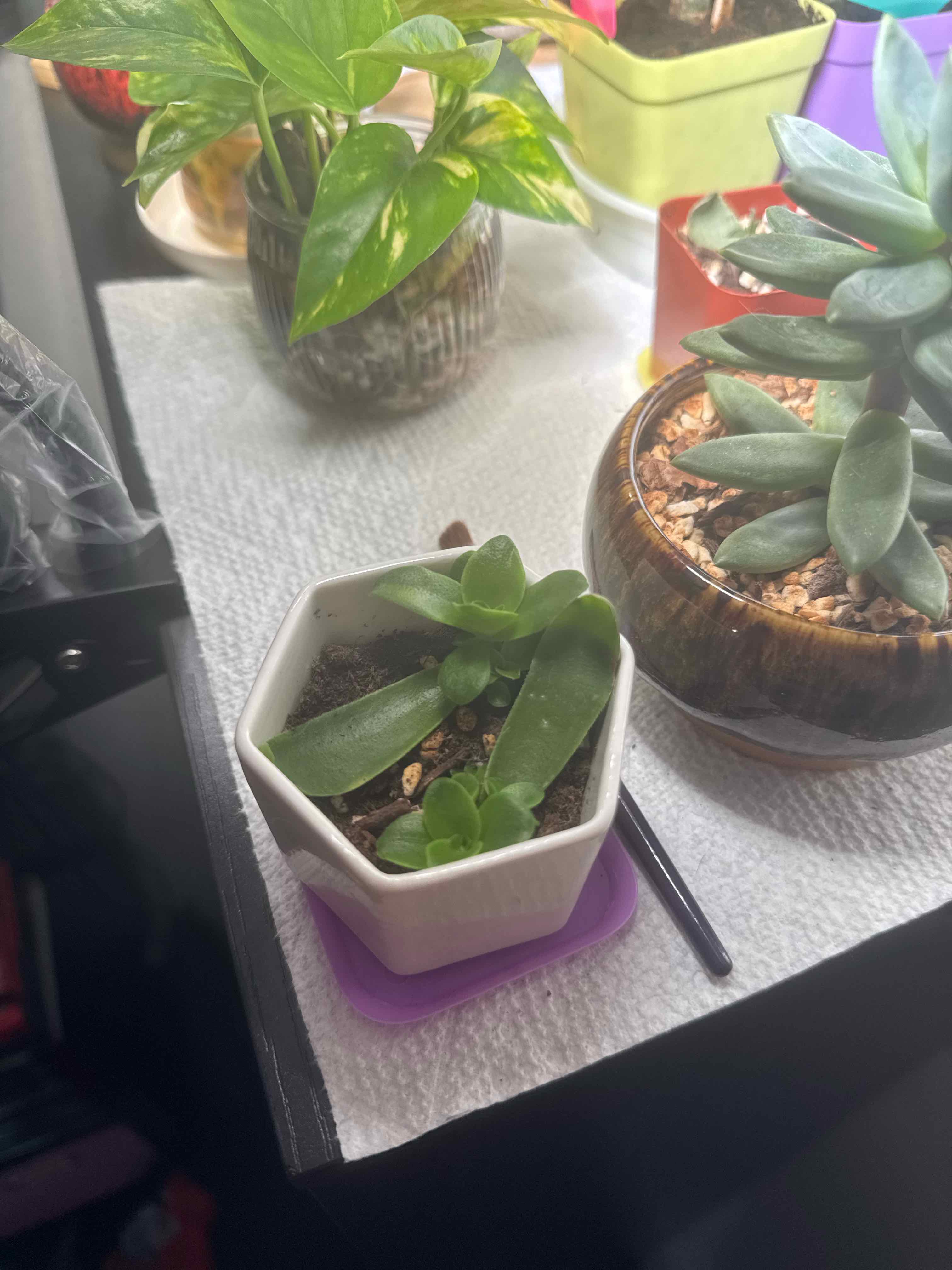 Photo of the plant species Crassula capitella 'Campfire' by @iHasCheeks named Phoenix on Greg, the plant care app