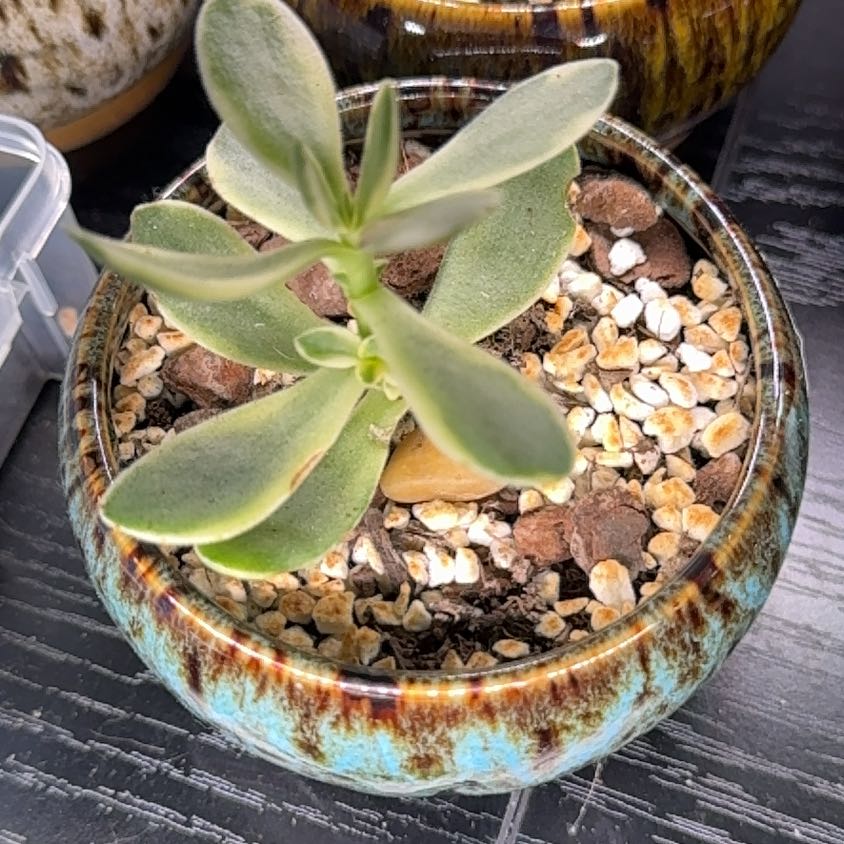 Photo of the plant species Crassula 'Money Maker' by @iHasCheeks named Drama Queen 🎭 on Greg, the plant care app