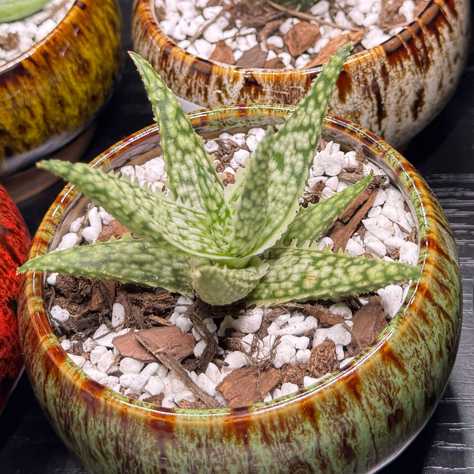 Photo of the plant species Aloe 'White Lightning' by @iHasCheeks named Harmony on Greg, the plant care app