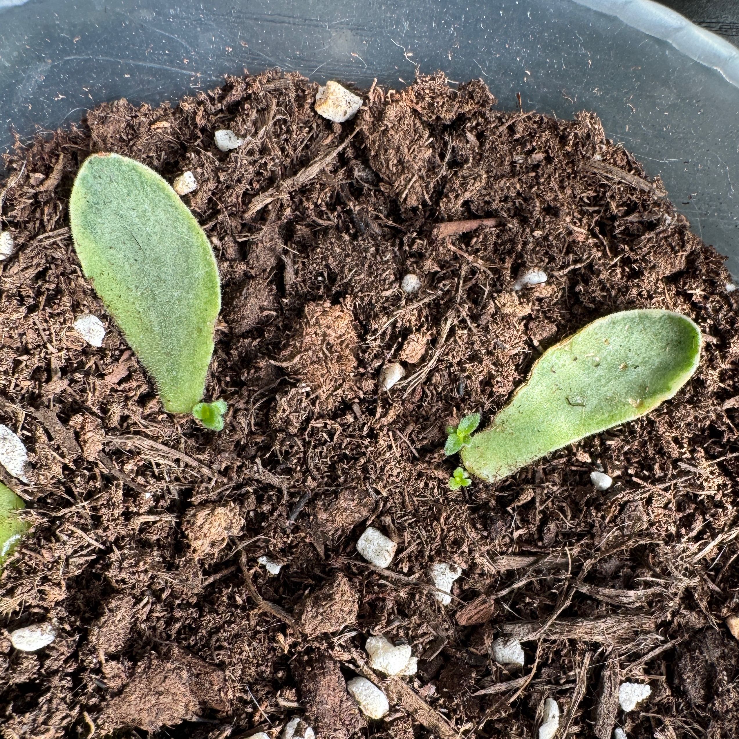 Photo of the plant species Crassula 'Money Maker' by @iHasCheeks named Gobi on Greg, the plant care app
