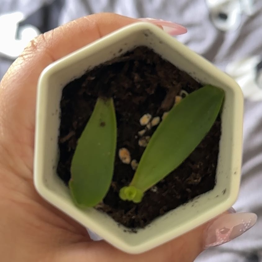 Photo of the plant species Crassula capitella 'Campfire' by @iHasCheeks named Phoenix on Greg, the plant care app
