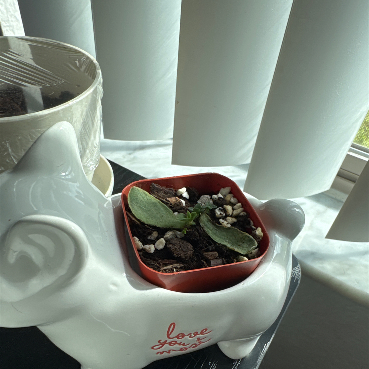 Photo of the plant species Crassula 'Money Maker' by @iHasCheeks named Gobi on Greg, the plant care app