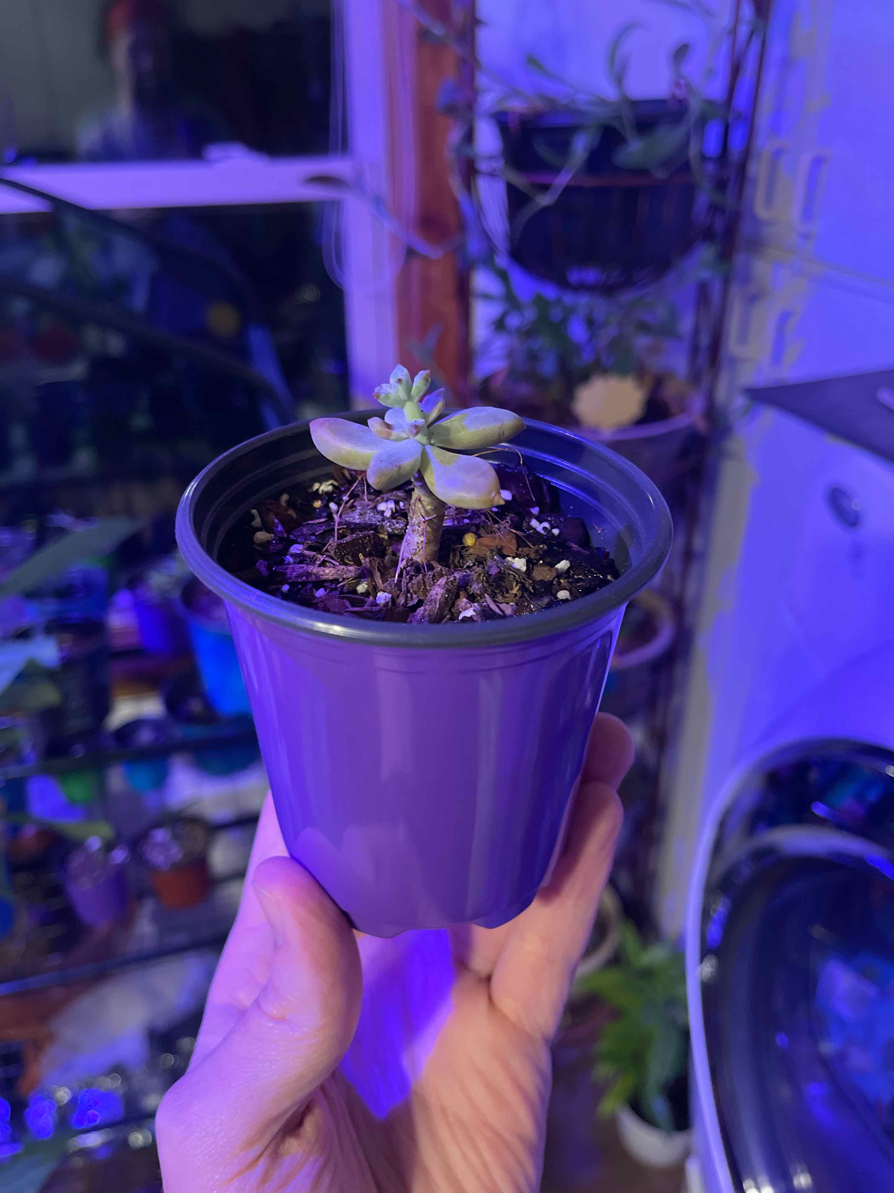 Pachysedum 'Ganzhou' plant in a purple pot, held by a hand. Some yellowing and browning leaves.