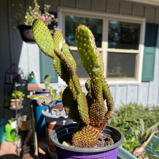 Bunny Ears Cactus plant in Russellville, Arkansas