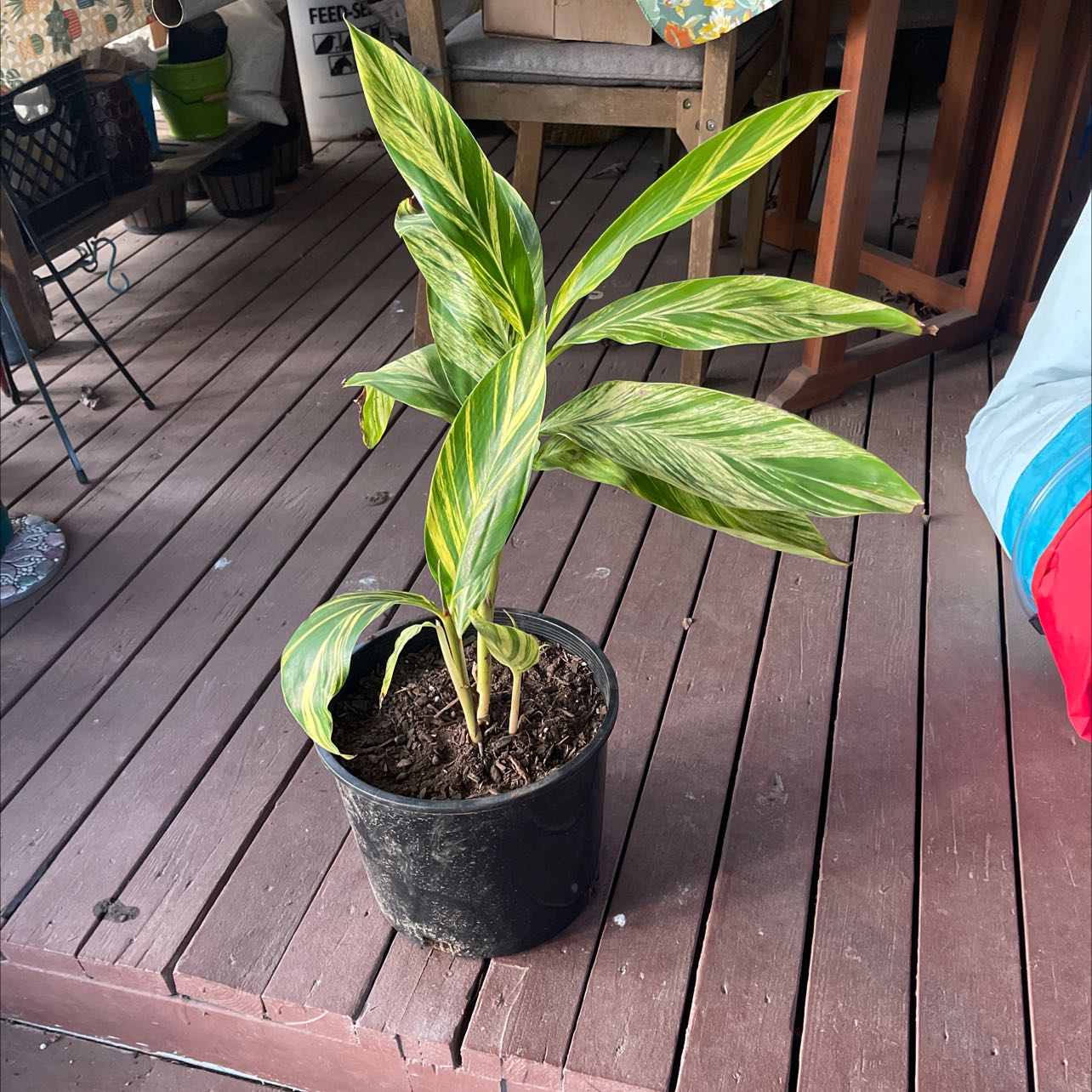 Variegated Shell Ginger plant in a black pot on a wooden deck.