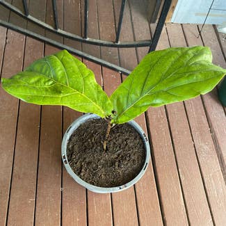 Fiddle Leaf Fig plant in Russellville, Arkansas