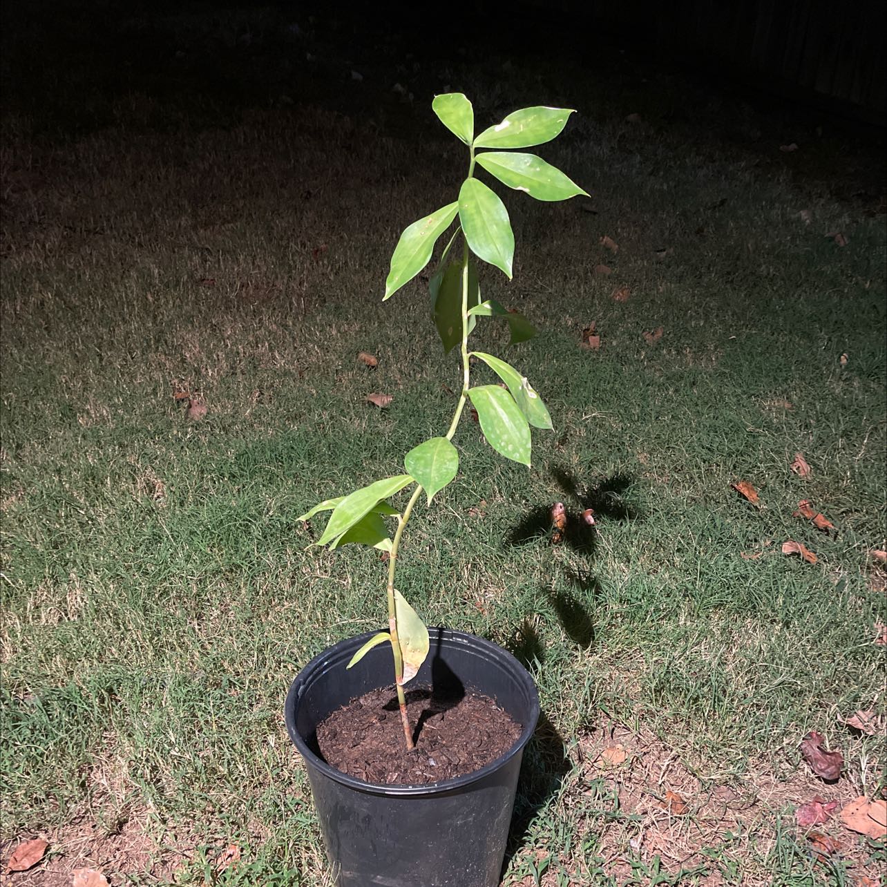 Plant care for Costus pictus on Greg, the plant care app