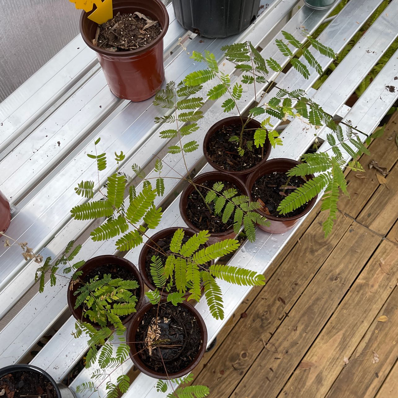 Multiple potted Silk Tree plants with fern-like leaves on a white shelf.